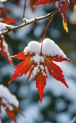 小众送妈妈的花有哪些花