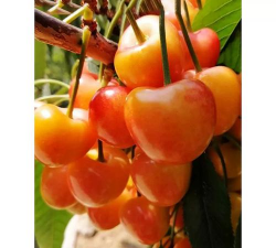 辉煌1-5大樱桃品种介绍