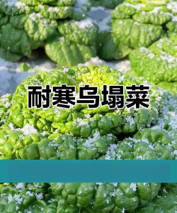 小众送妈妈的花有哪些花