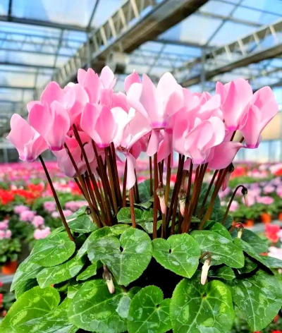 小众送妈妈的花有哪些花