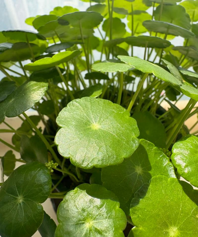 小众送妈妈的花有哪些花