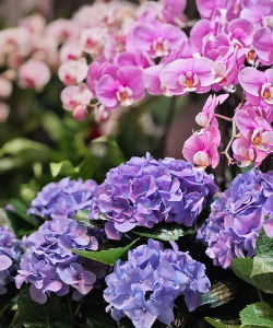 蓝色和紫色调的花有哪些