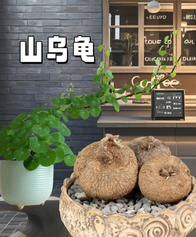 山乌龟属于什么科