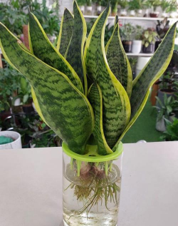 小众送妈妈的花有哪些花