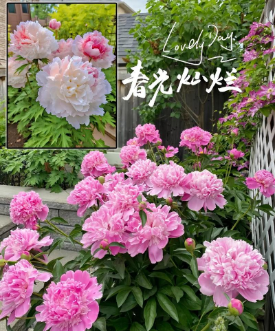 小众送妈妈的花有哪些花