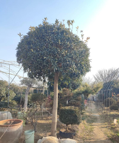 小众送妈妈的花有哪些花