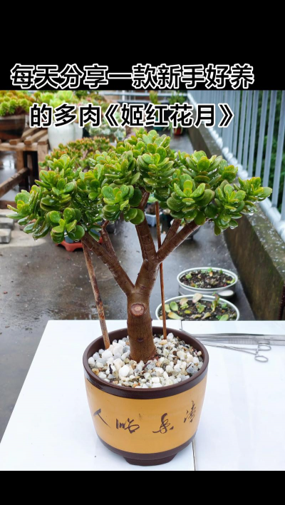 小众送妈妈的花有哪些花