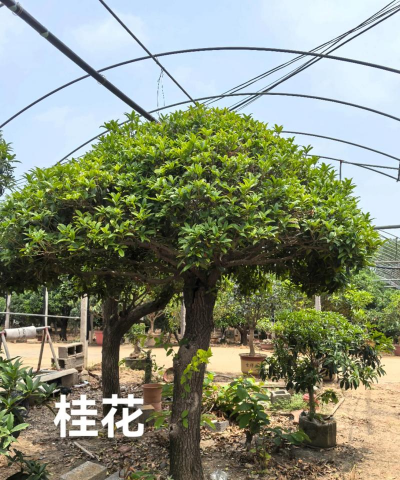 桂花嫁接用什么树木