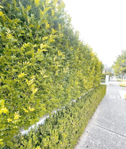 什么植物可以做围墙