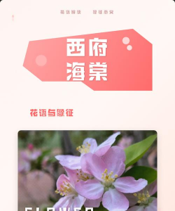 小众送妈妈的花有哪些花