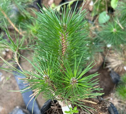 小众送妈妈的花有哪些花