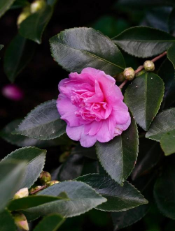 小众送妈妈的花有哪些花