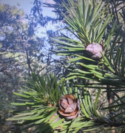 小众送妈妈的花有哪些花