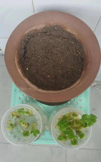 小众送妈妈的花有哪些花