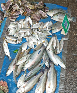 小众送妈妈的花有哪些花