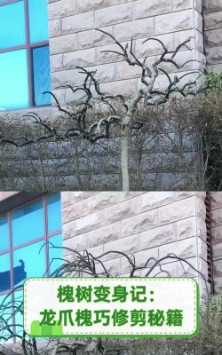 龙爪槐什么时候修剪