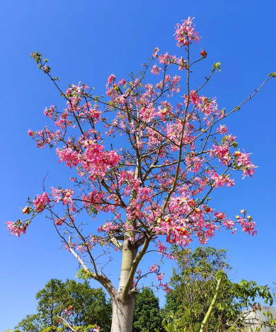 小众送妈妈的花有哪些花
