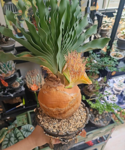 块根植物有哪些