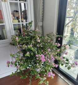 小众送妈妈的花有哪些花