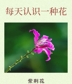 小众送妈妈的花有哪些花