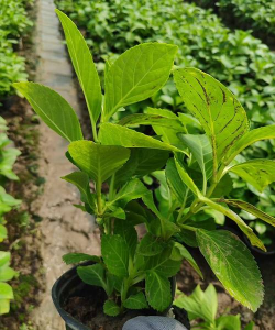 小众送妈妈的花有哪些花