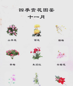 小众送妈妈的花有哪些花