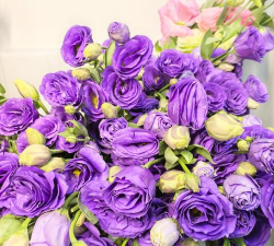 小众送妈妈的花有哪些花