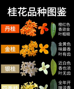 小众送妈妈的花有哪些花