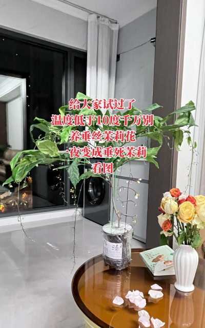 小众送妈妈的花有哪些花