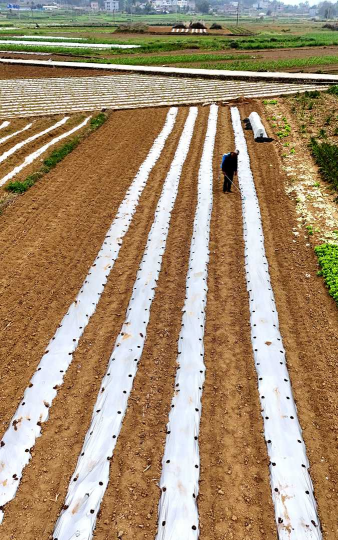 玉米早春地膜怎么种植