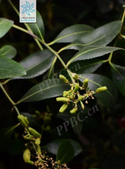 小众送妈妈的花有哪些花