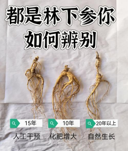 林下参怎么挑选