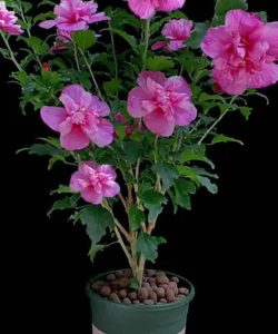 小众送妈妈的花有哪些花