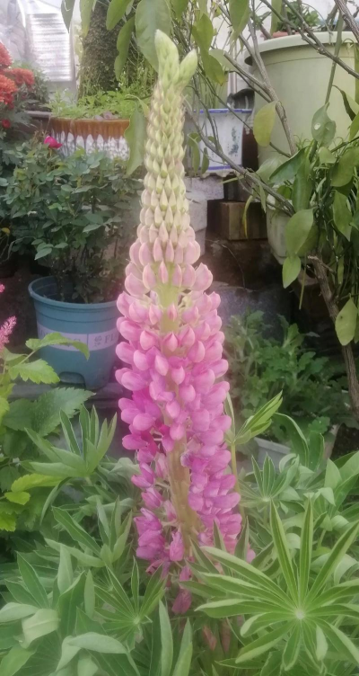 小众送妈妈的花有哪些花