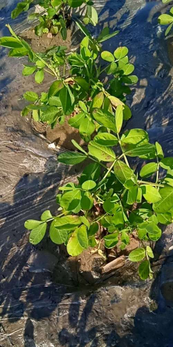 小众送妈妈的花有哪些花