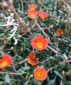 小众送妈妈的花有哪些花