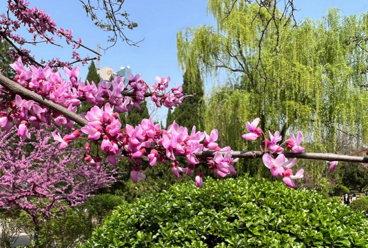 小众送妈妈的花有哪些花