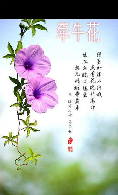 小众送妈妈的花有哪些花