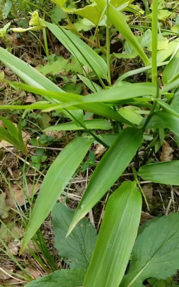 小众送妈妈的花有哪些花