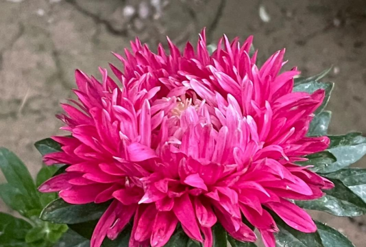 小众送妈妈的花有哪些花