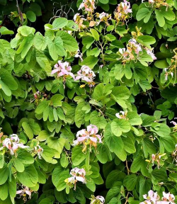 小众送妈妈的花有哪些花