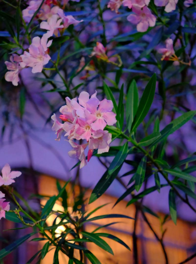 小众送妈妈的花有哪些花