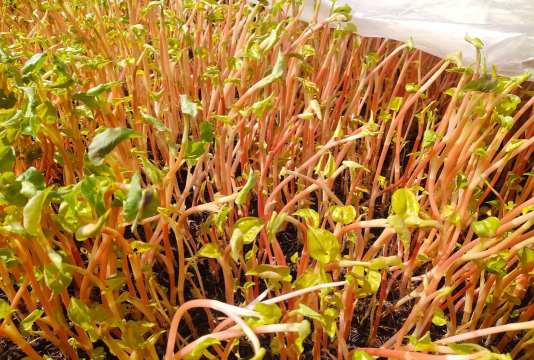 小众送妈妈的花有哪些花