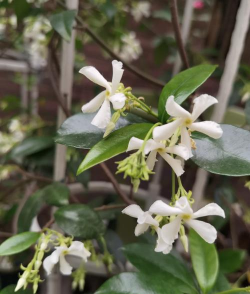 风车茉莉冬天能在室外过冬吗