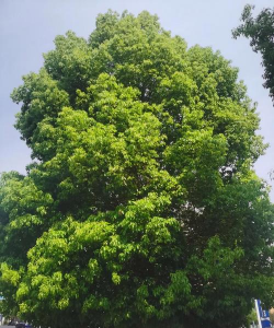 行道树有哪些树种