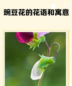 小众送妈妈的花有哪些花