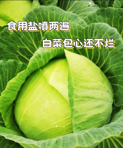 大白菜包心窍门