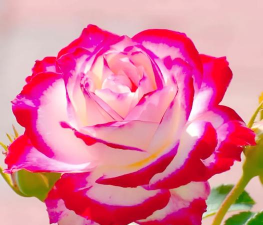 小众送妈妈的花有哪些花