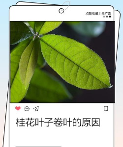 小众送妈妈的花有哪些花