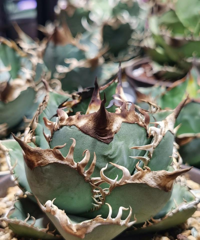 小众送妈妈的花有哪些花